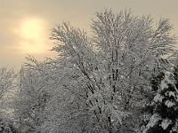 34260CrLe - It's a glorious winter wonderland!.JPG